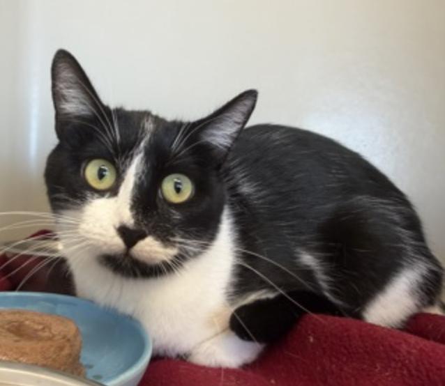 Enlarge Falcon, a Adopted Domestic Short Hair in Buena Vista, CO image 3/3