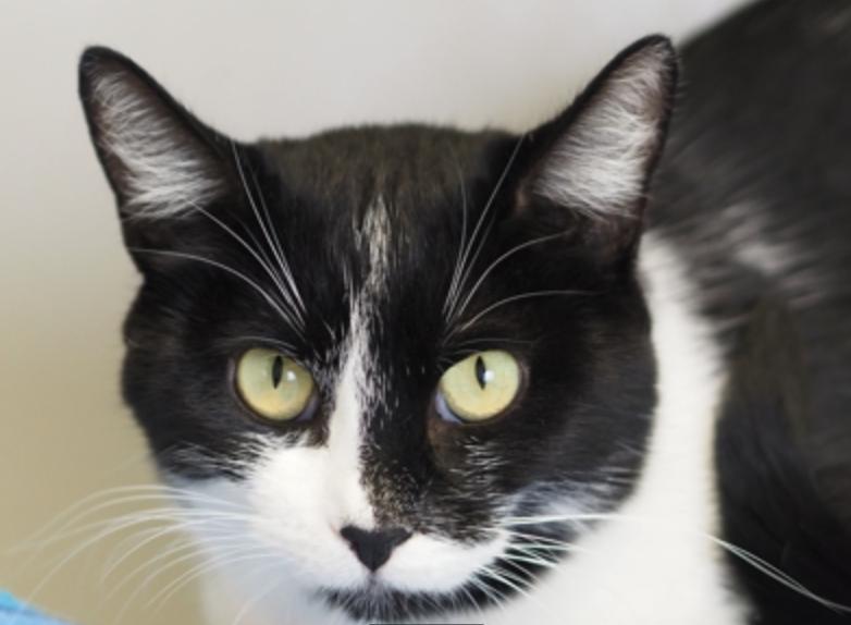 Enlarge Falcon, a Adopted Domestic Short Hair in Buena Vista, CO image 1/3