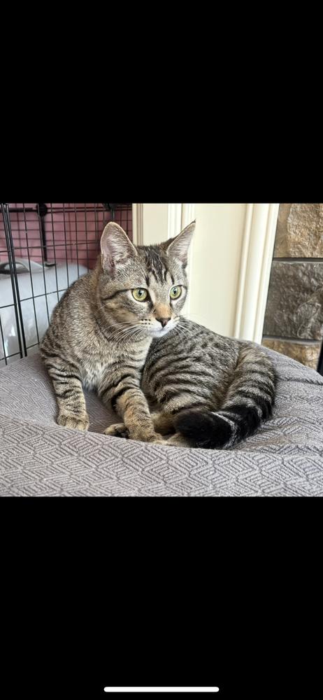 Enlarge Eepy, a Adoptable Domestic Short Hair in Hudson, NH image 1/4
