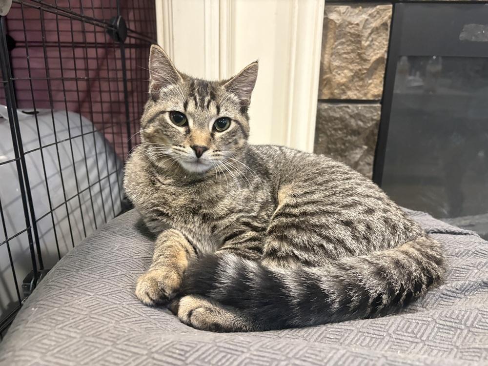 Enlarge Eepy, a Adoptable Domestic Short Hair in Hudson, NH image 2/4