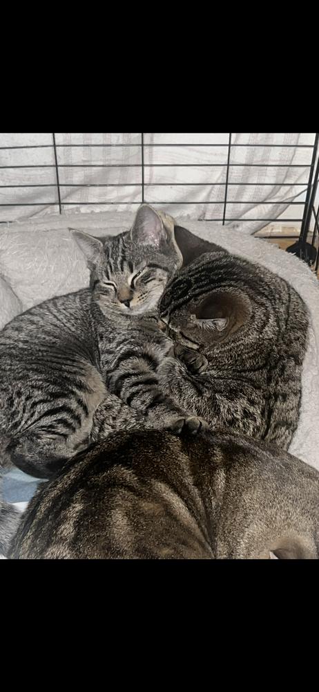 Enlarge Eepy, a Adoptable Domestic Short Hair in Hudson, NH image 3/4