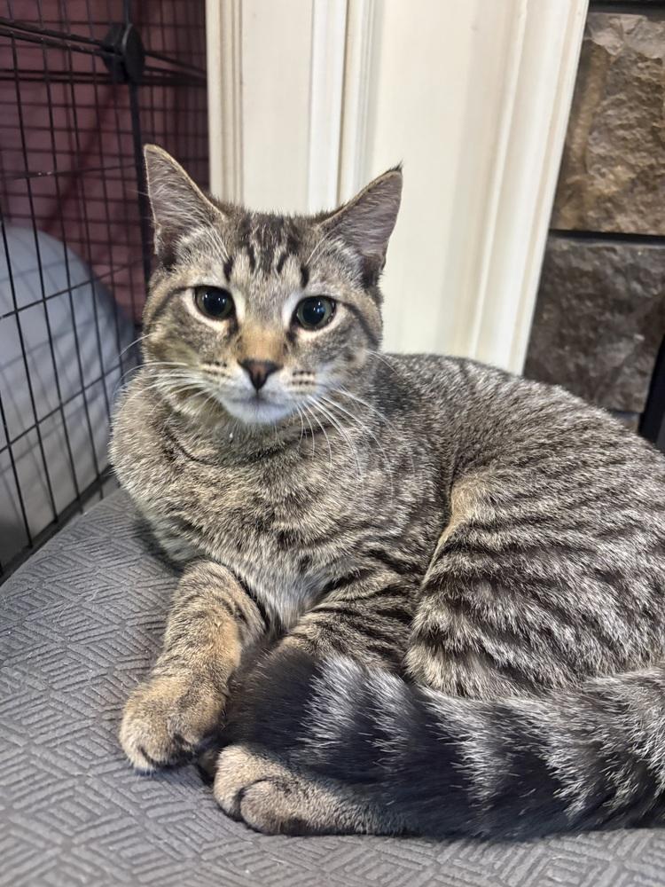 Enlarge Eepy, a Adoptable Domestic Short Hair in Hudson, NH image 4/4