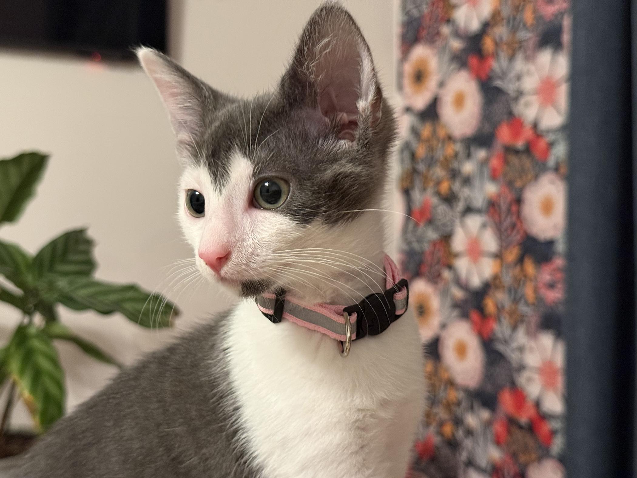 Shadow, ADOPTABLE, Kitten Male Domestic Short Hair.