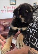 Janis, ADOPTABLE, Young Female Mixed Breed.