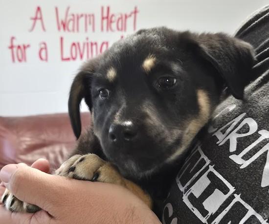 Janis, ADOPTABLE, Young Female Mixed Breed.