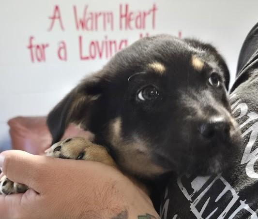 Enlarge Janis, a ADOPTABLE Mixed Breed in North Myrtle Beach, SC image 2/3