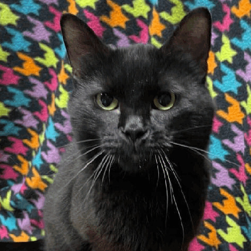 Enlarge Ozzy, an adoptable Domestic Short Hair in Independence, IA image 1/1