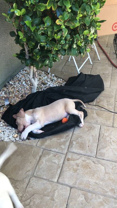 Enlarge Chand, an adopted Pit Bull Terrier in Sacramento, CA video 4/4