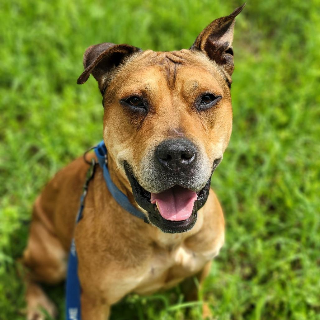 Enlarge Chipotle fka Choppo, a Adoptable mixed breed in Columbia, MO image 1/6