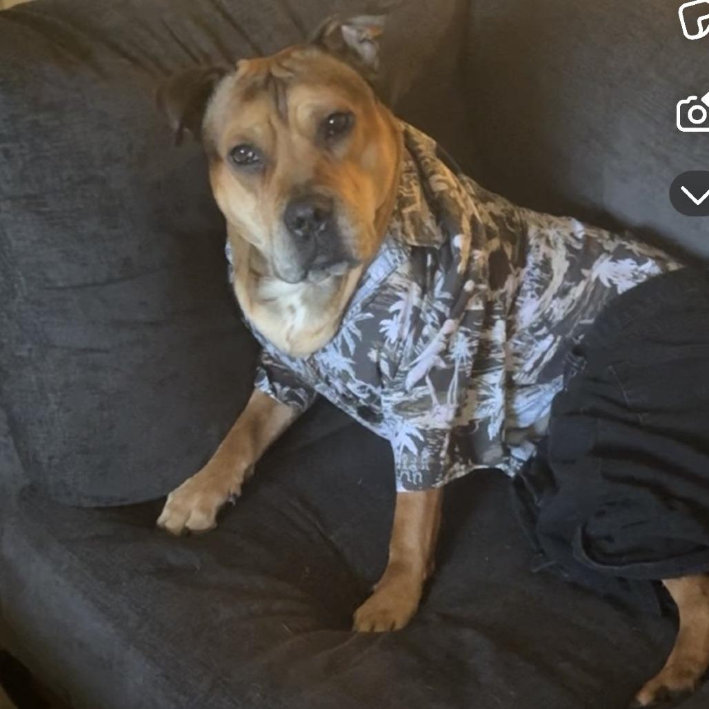 Enlarge Chipotle fka Choppo, a Adoptable mixed breed in Columbia, MO image 2/6