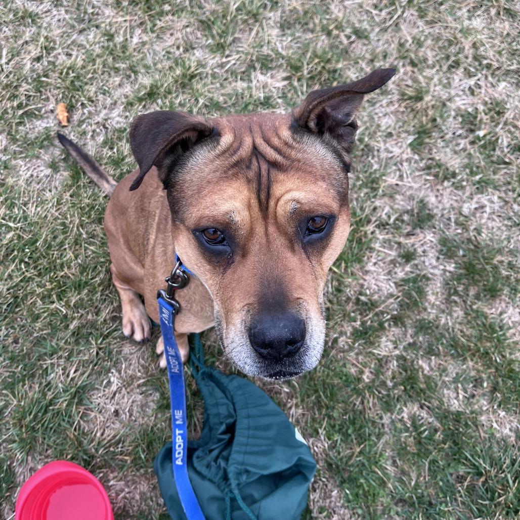 Enlarge Chipotle fka Choppo, a Adoptable mixed breed in Columbia, MO image 3/6