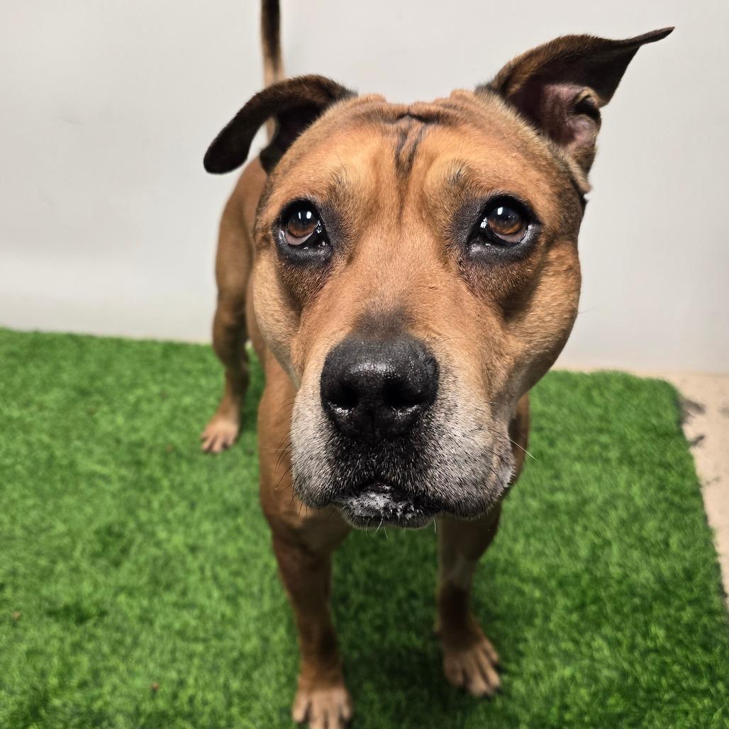 Enlarge Chipotle fka Choppo, a Adoptable mixed breed in Columbia, MO image 4/6