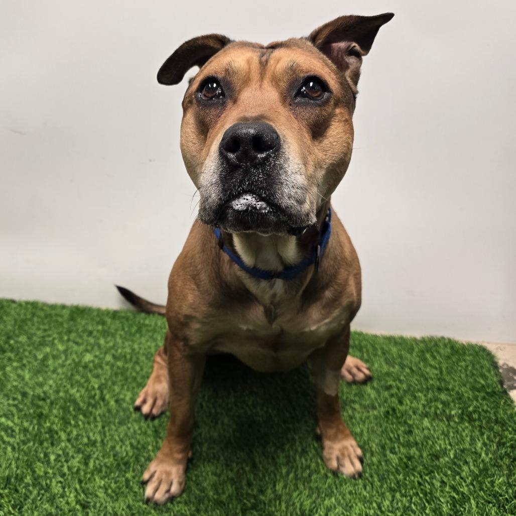 Enlarge Chipotle fka Choppo, a Adoptable mixed breed in Columbia, MO image 5/6