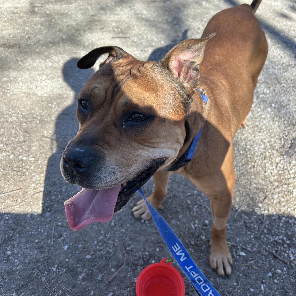 Enlarge Chipotle fka Choppo, a Adoptable mixed breed in Columbia, MO image 6/6