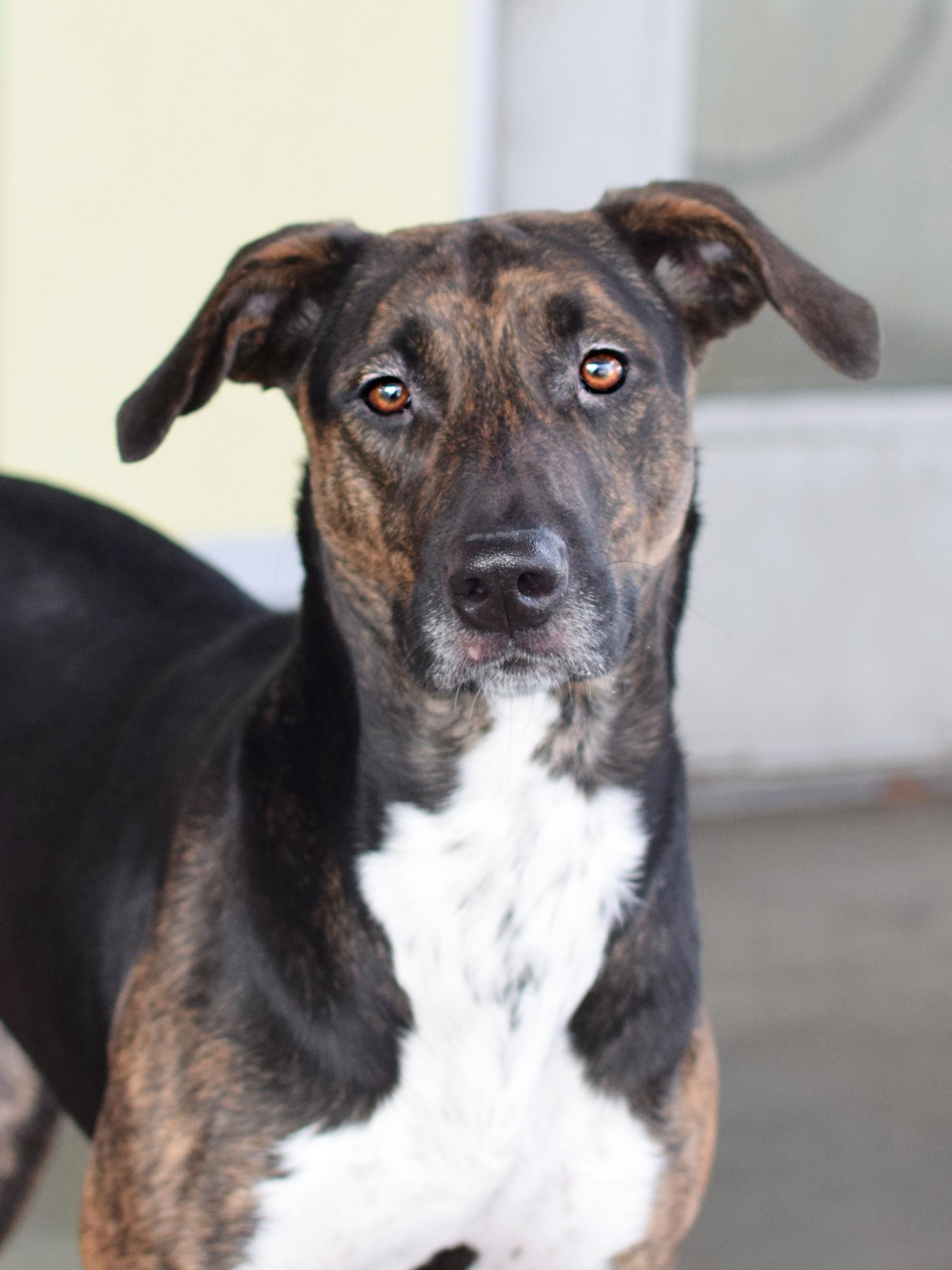 Enlarge Gidget, a ADOPTABLE Hound in Pontiac, MI image 1/1
