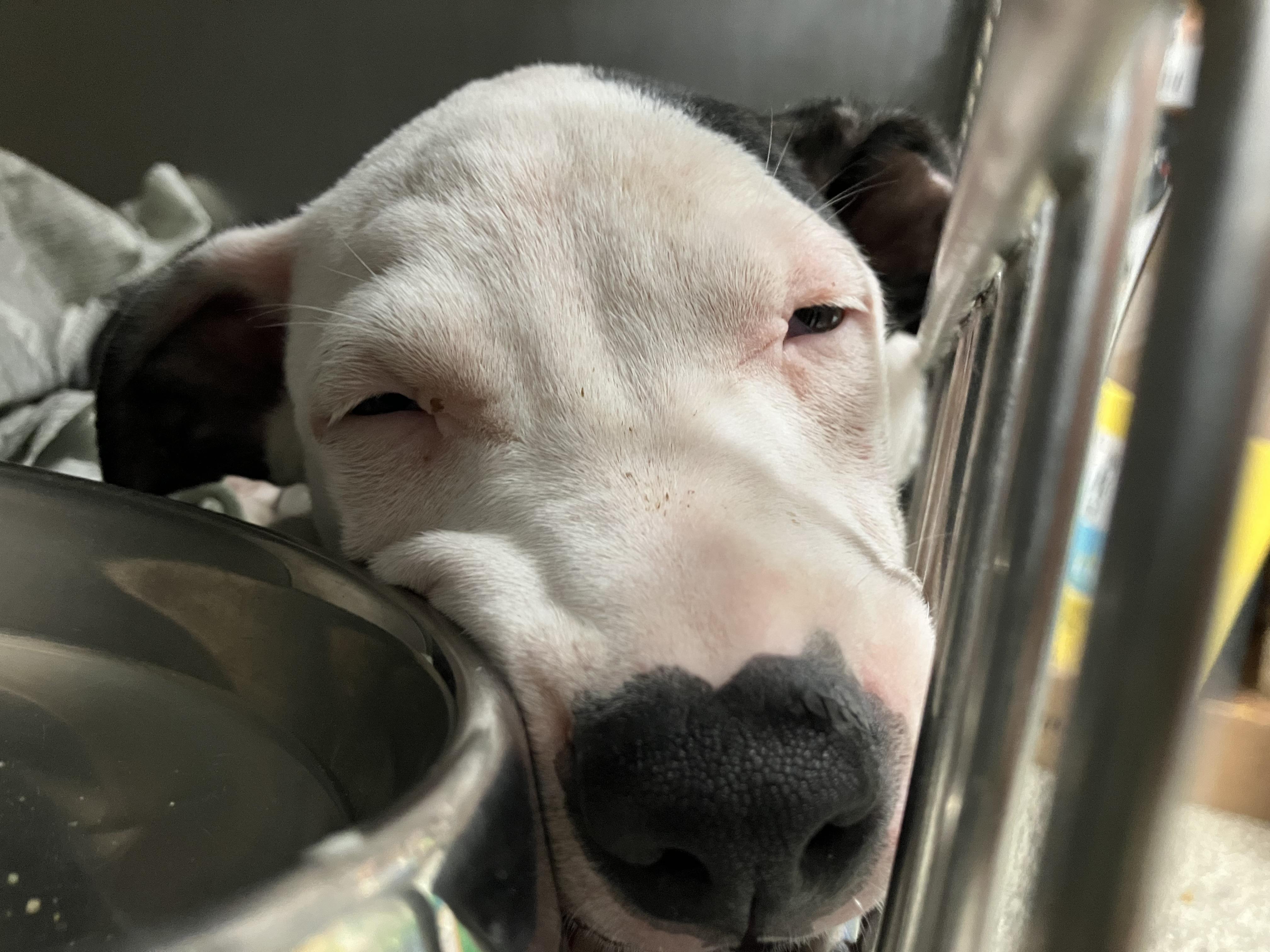 Niles, Adoptable, Puppy Male Mixed Breed.