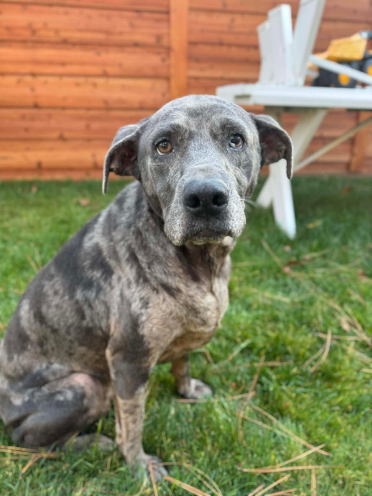 Daisy, a Adoptable mixed breed in COEUR D ALENE, ID image 1/6