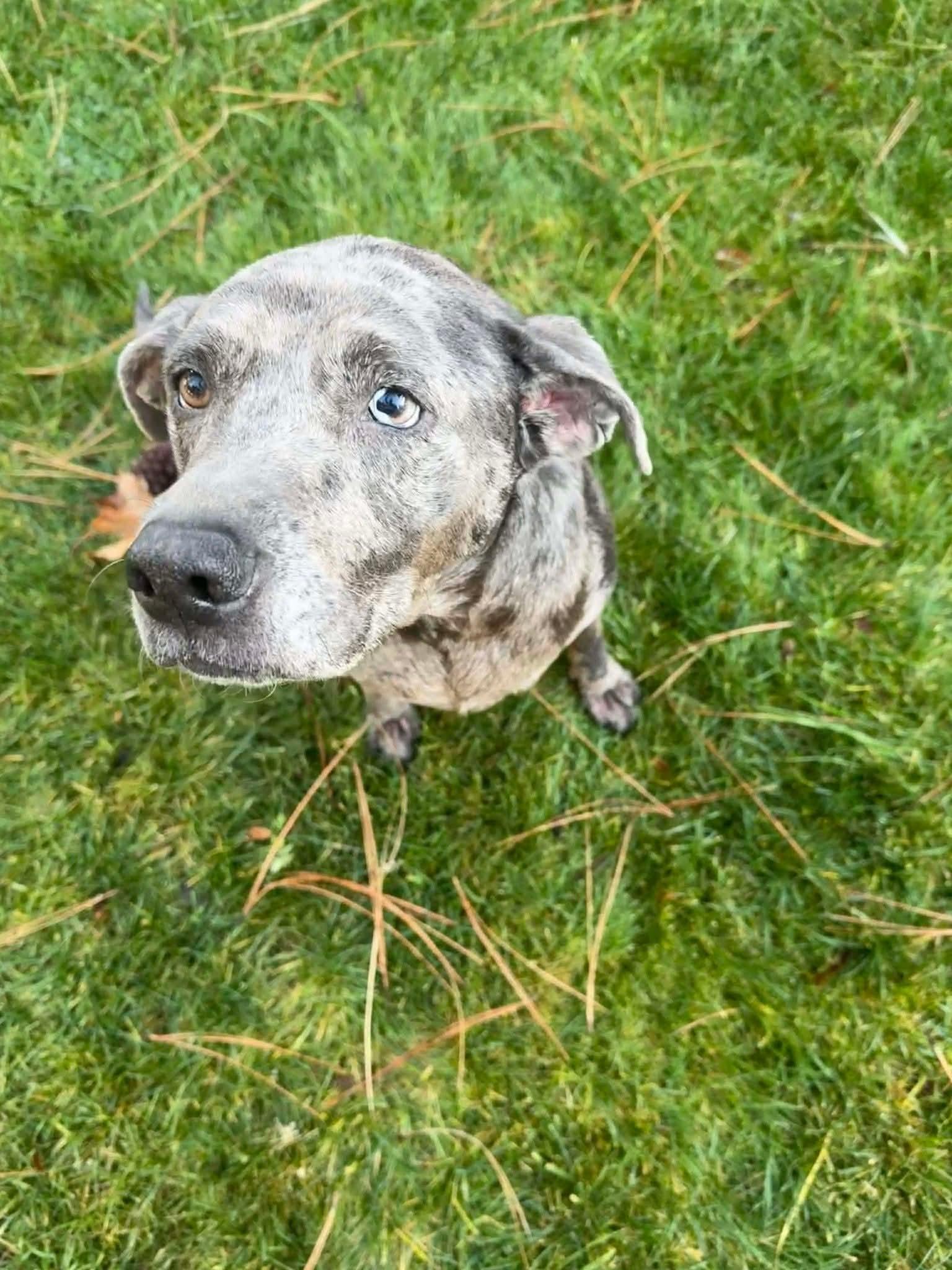 Daisy, a Adoptable mixed breed in COEUR D ALENE, ID image 2/6