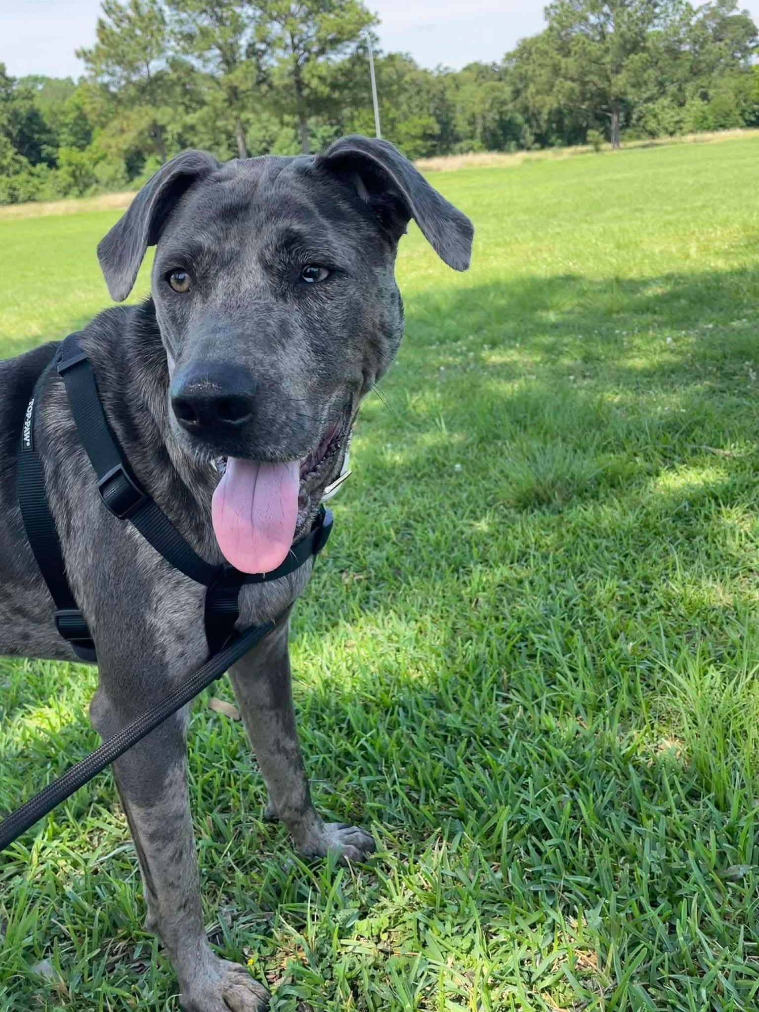 Daisy, a Adoptable mixed breed in COEUR D ALENE, ID image 3/6