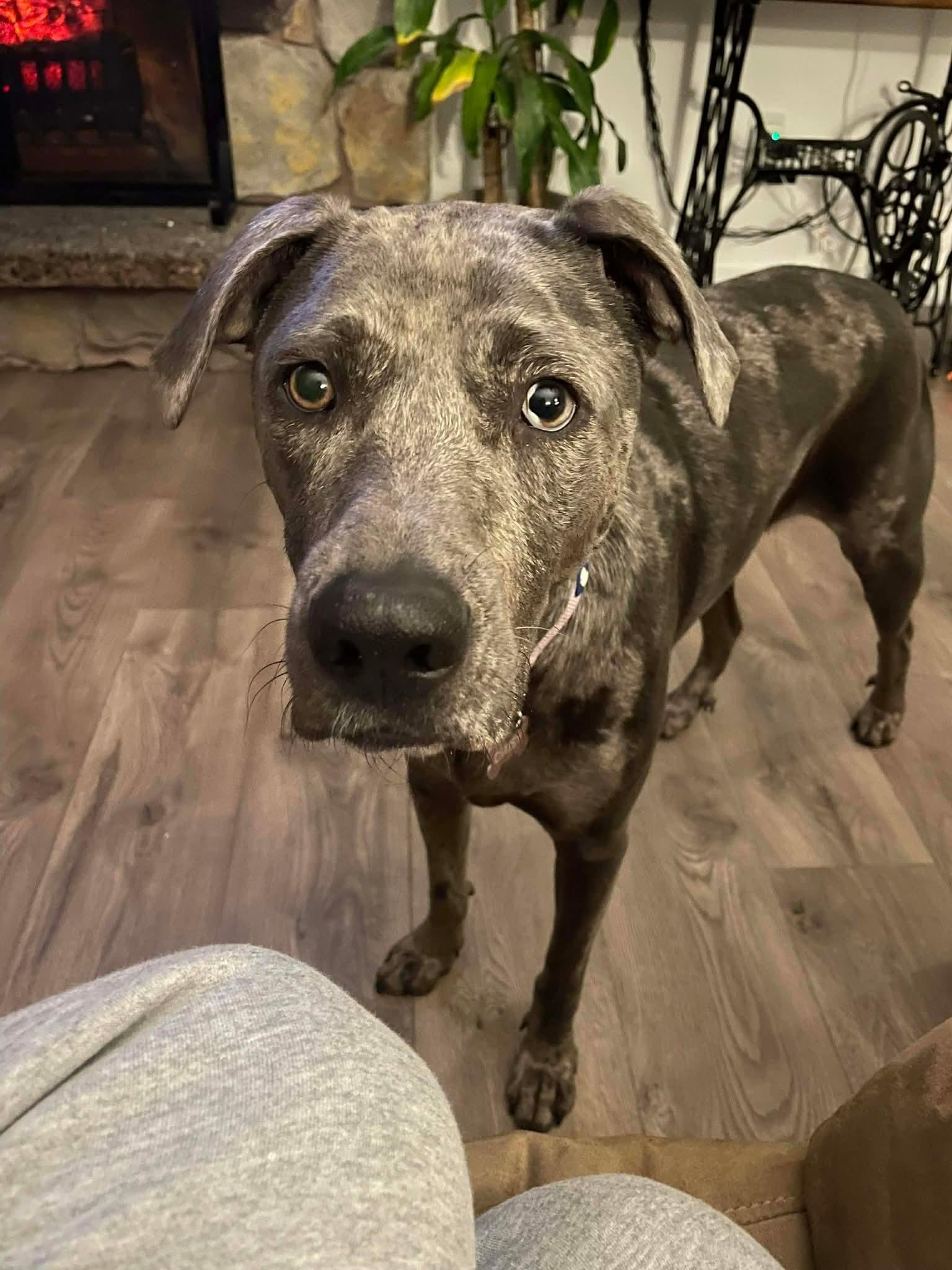 Daisy, a Adoptable mixed breed in COEUR D ALENE, ID image 4/6