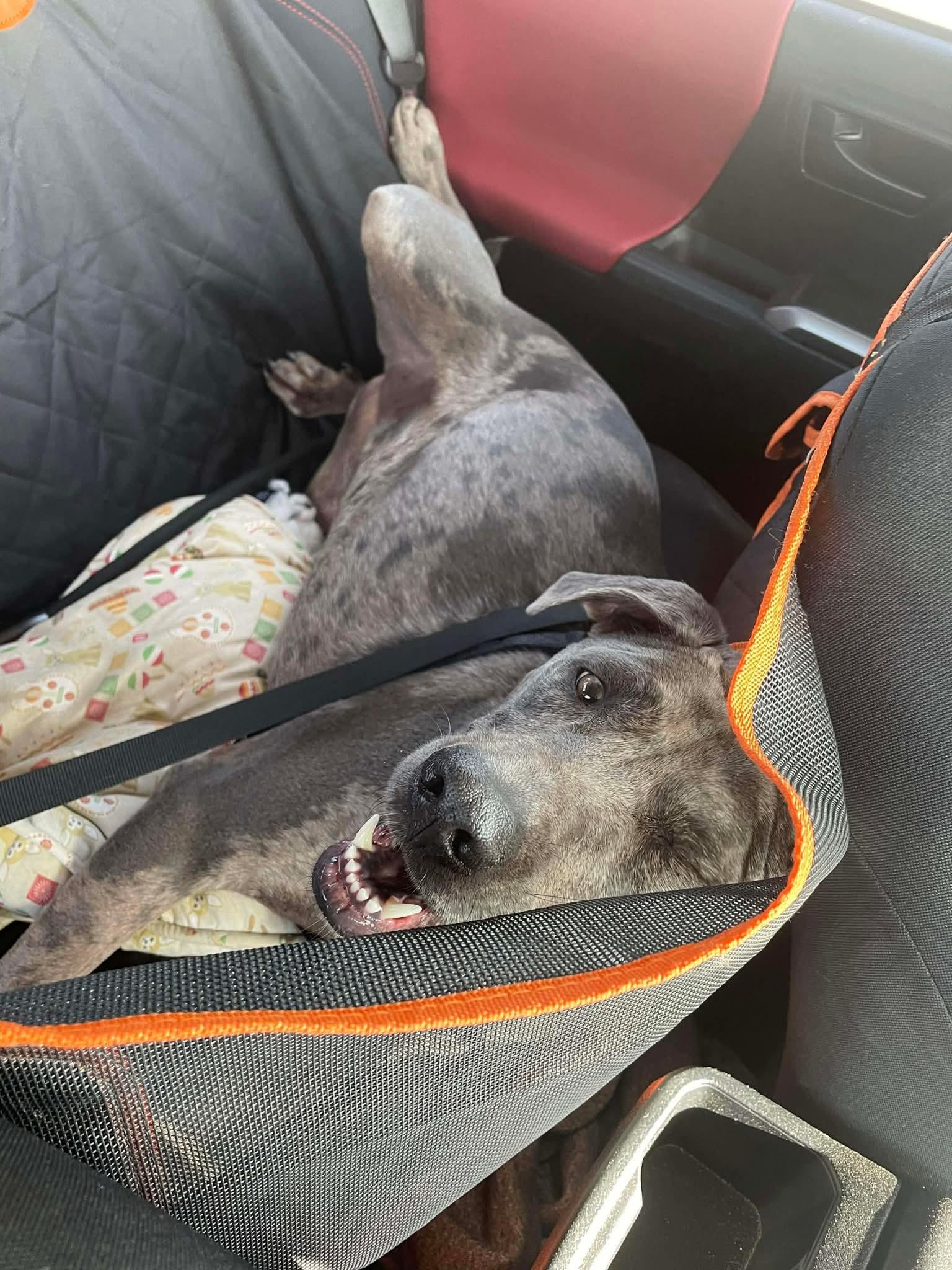 Daisy, a Adoptable mixed breed in COEUR D ALENE, ID image 5/6