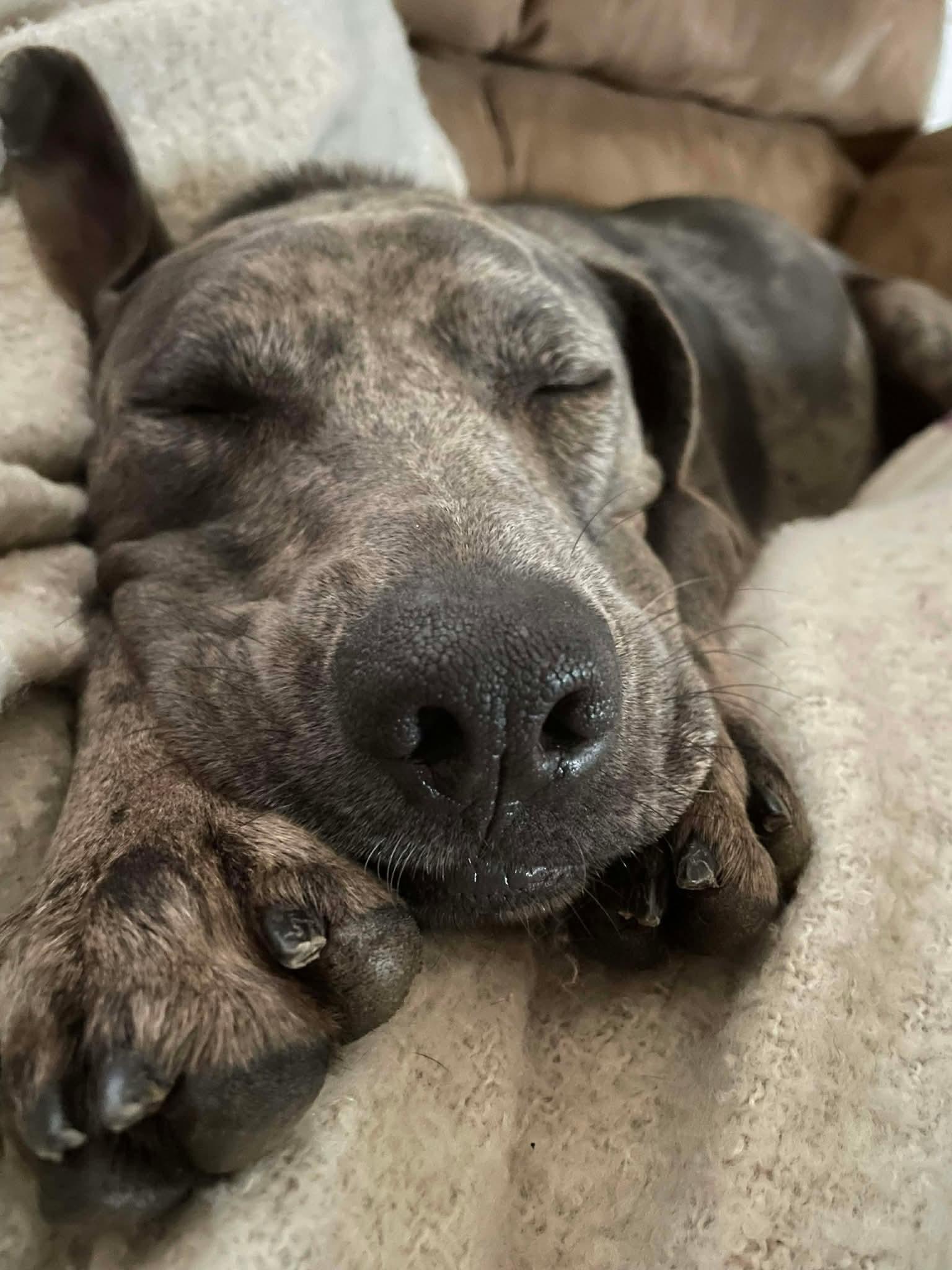 Daisy, a Adoptable mixed breed in COEUR D ALENE, ID image 6/6