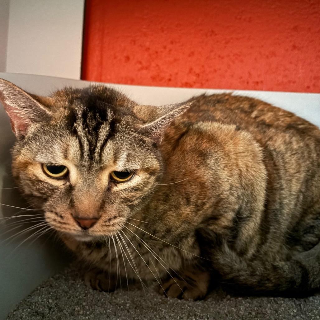 Enlarge Jazzy, a Adoptable Domestic Short Hair in Sarasota, FL image 1/6