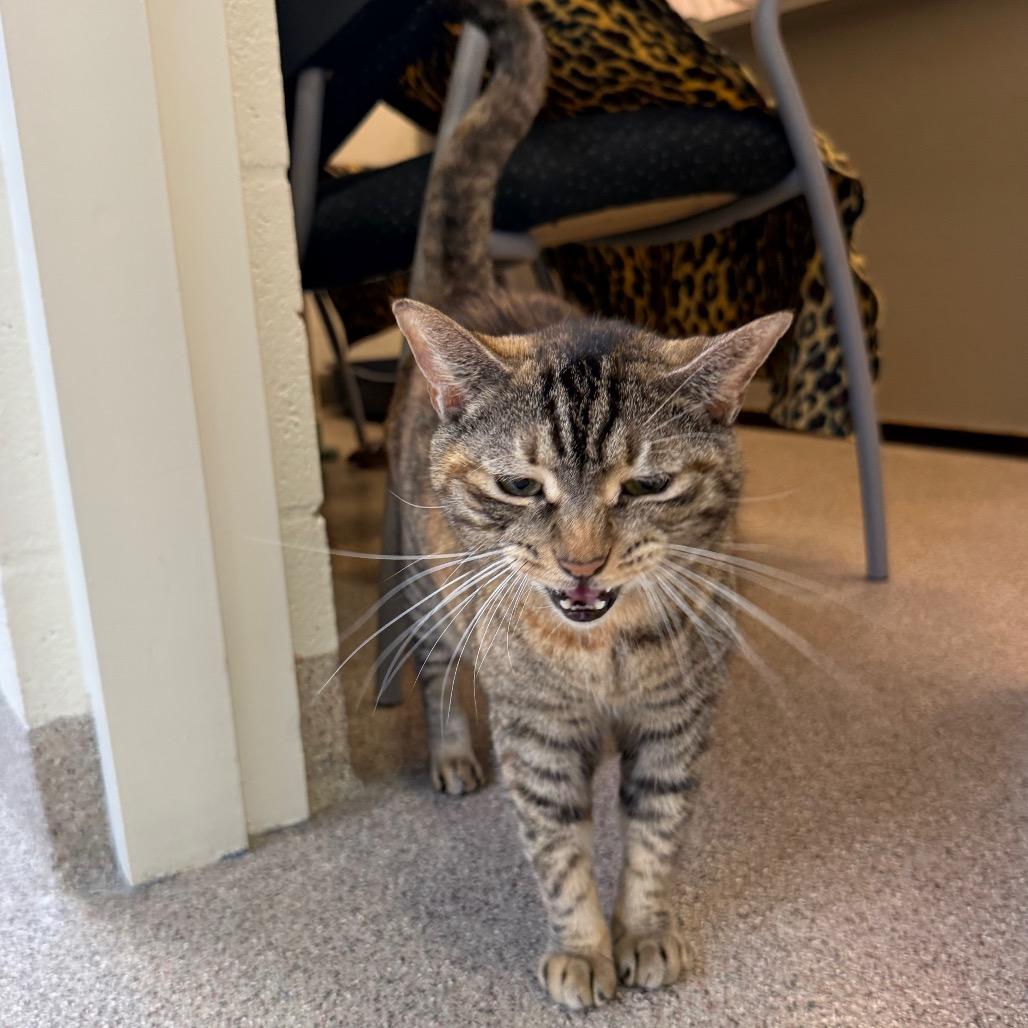 Enlarge Jazzy, a Adoptable Domestic Short Hair in Sarasota, FL image 2/6