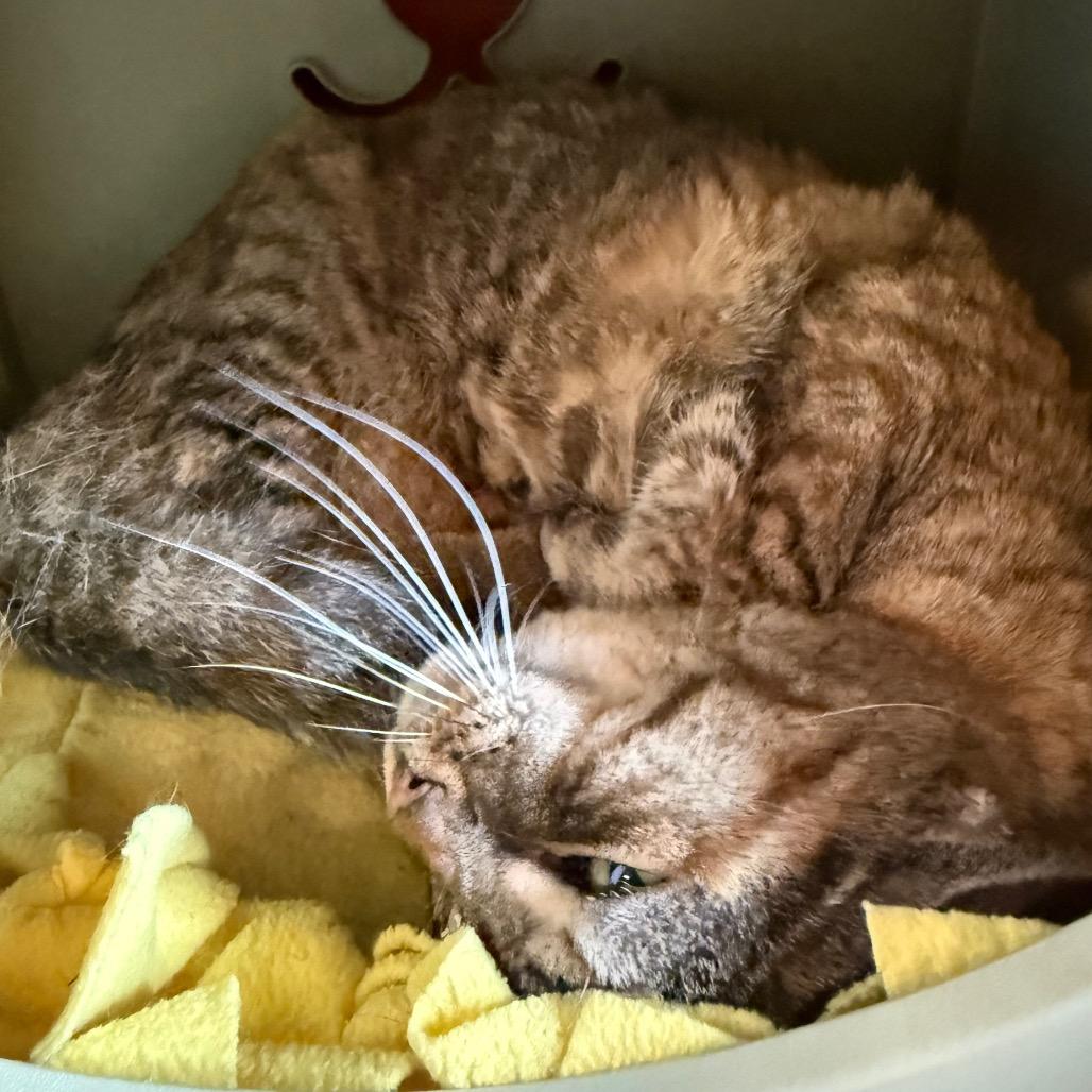 Enlarge Jazzy, a Adoptable Domestic Short Hair in Sarasota, FL image 3/6