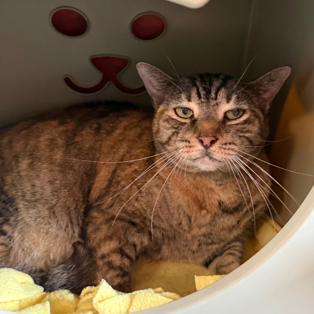Enlarge Jazzy, a Adoptable Domestic Short Hair in Sarasota, FL image 4/6