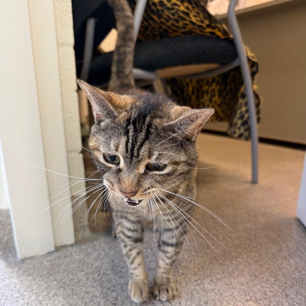 Enlarge Jazzy, a Adoptable Domestic Short Hair in Sarasota, FL image 5/6