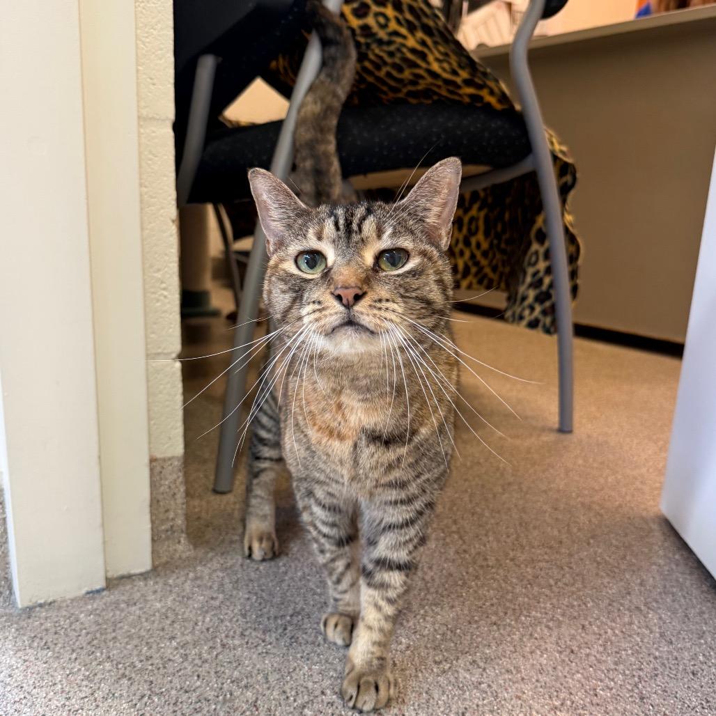 Enlarge Jazzy, a Adoptable Domestic Short Hair in Sarasota, FL image 6/6