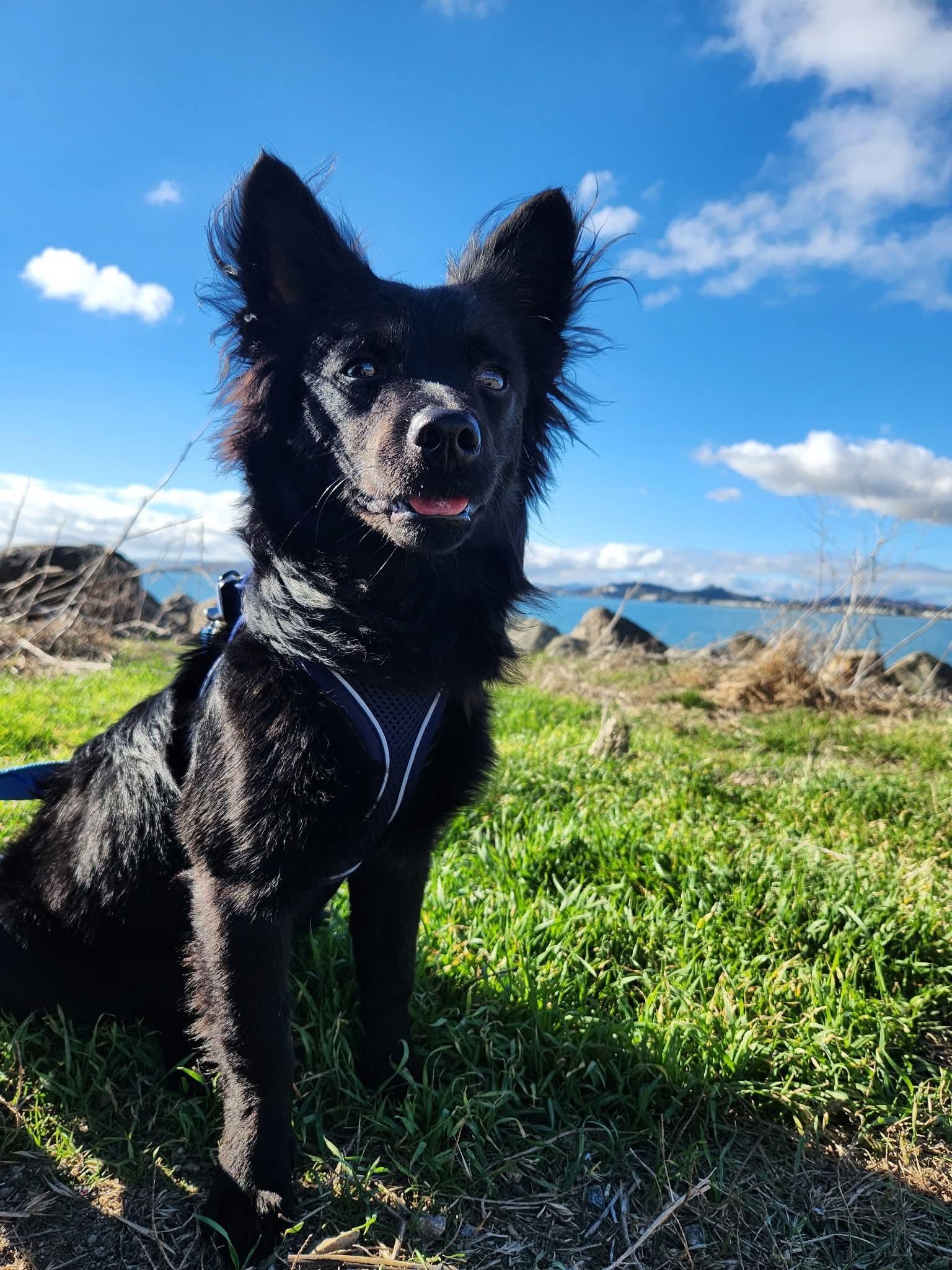 Enlarge Tessa Nibbles McGee, a Adoptable mixed breed in Oakland, CA image 1/6