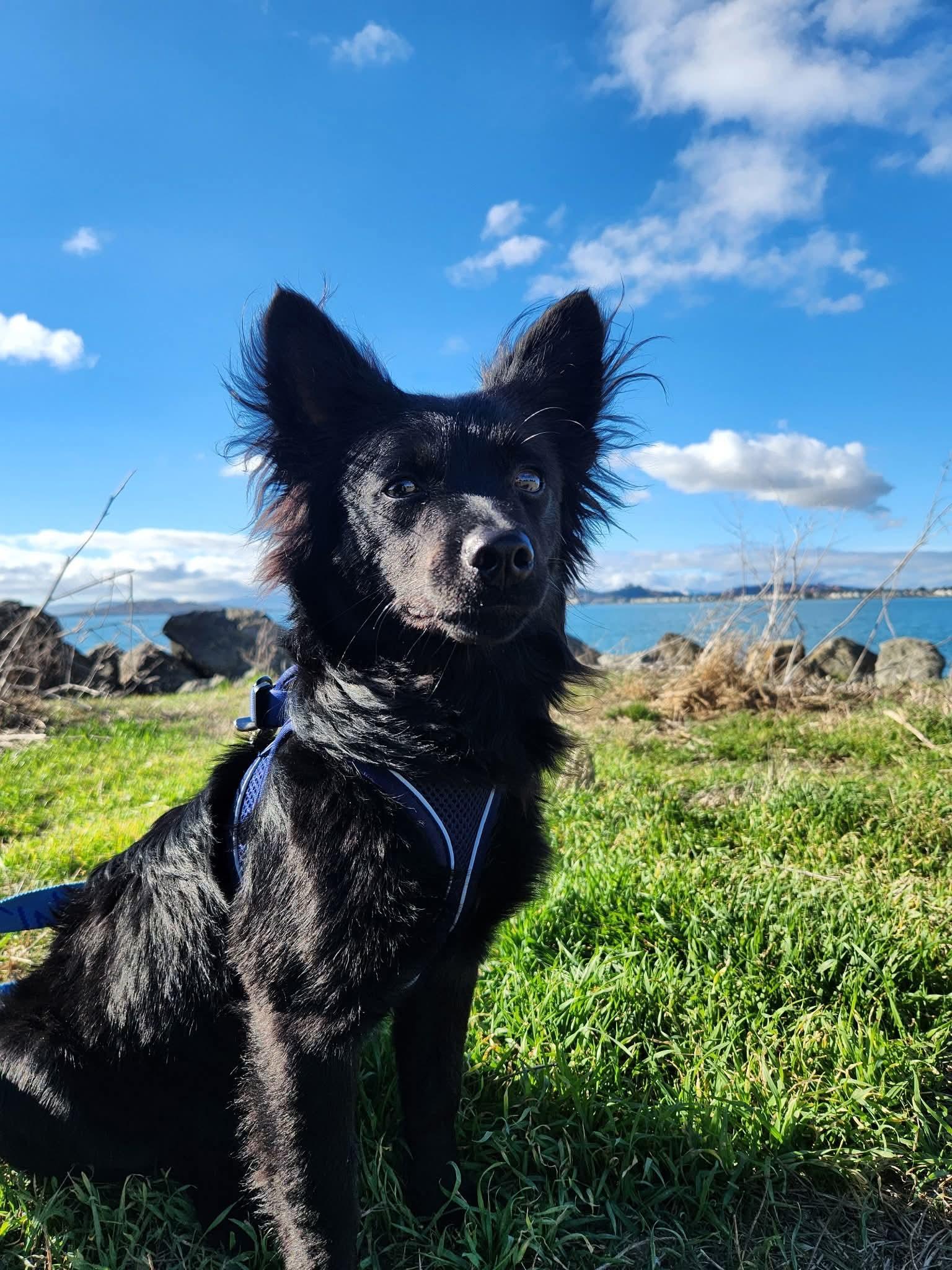 Enlarge Tessa Nibbles McGee, a Adoptable mixed breed in Oakland, CA image 2/6