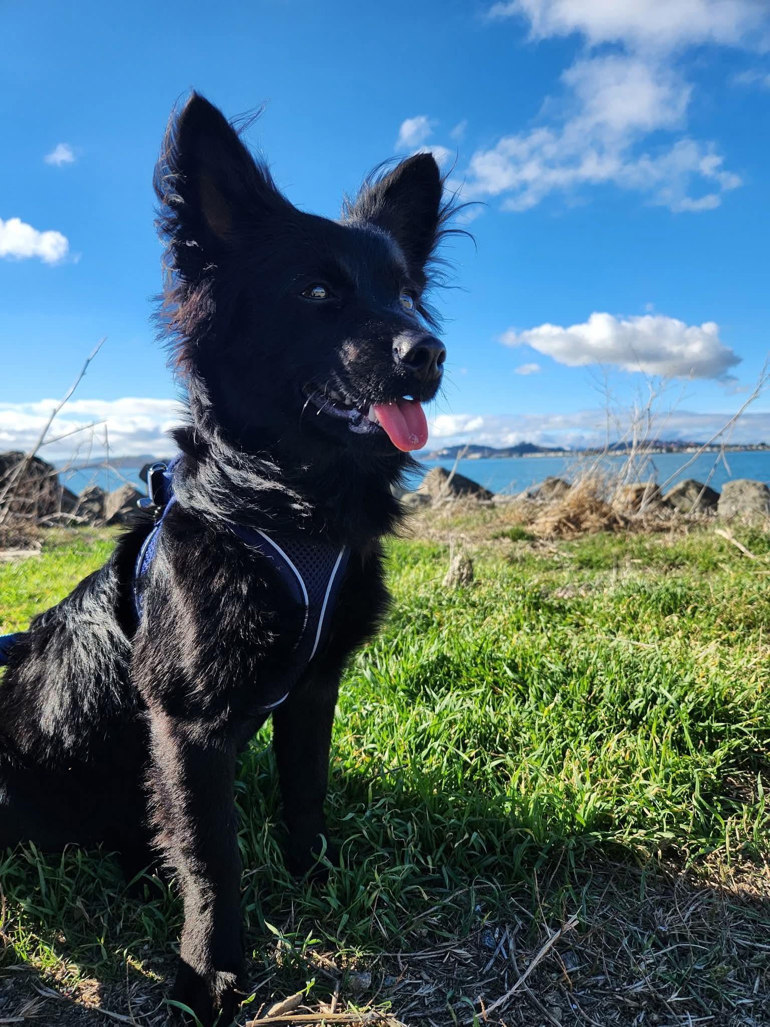 Enlarge Tessa Nibbles McGee, a Adoptable mixed breed in Oakland, CA image 4/6