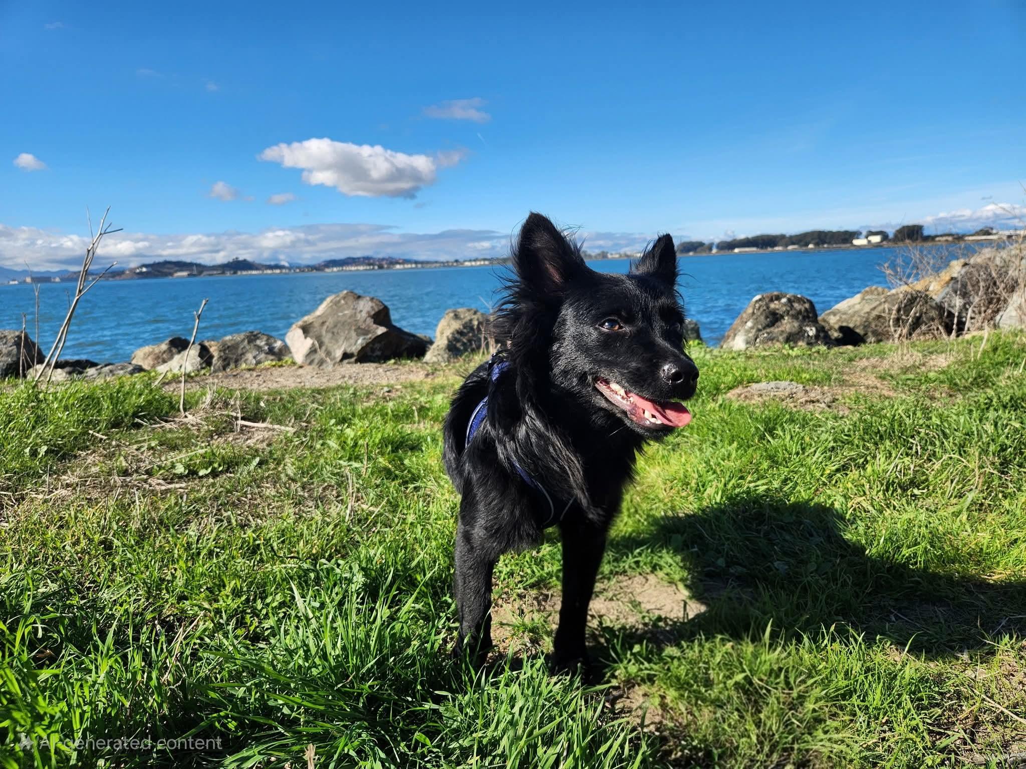 Enlarge Tessa Nibbles McGee, a Adoptable mixed breed in Oakland, CA image 6/6