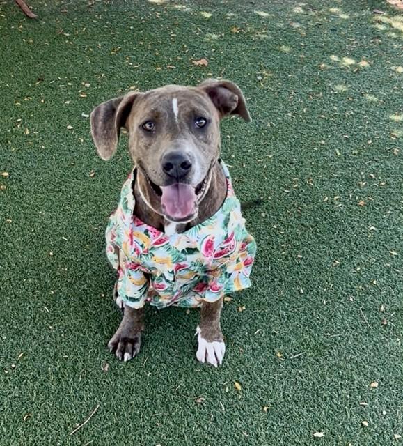 LEIF, Adoptable, Adult Male Pit Bull Terrier.