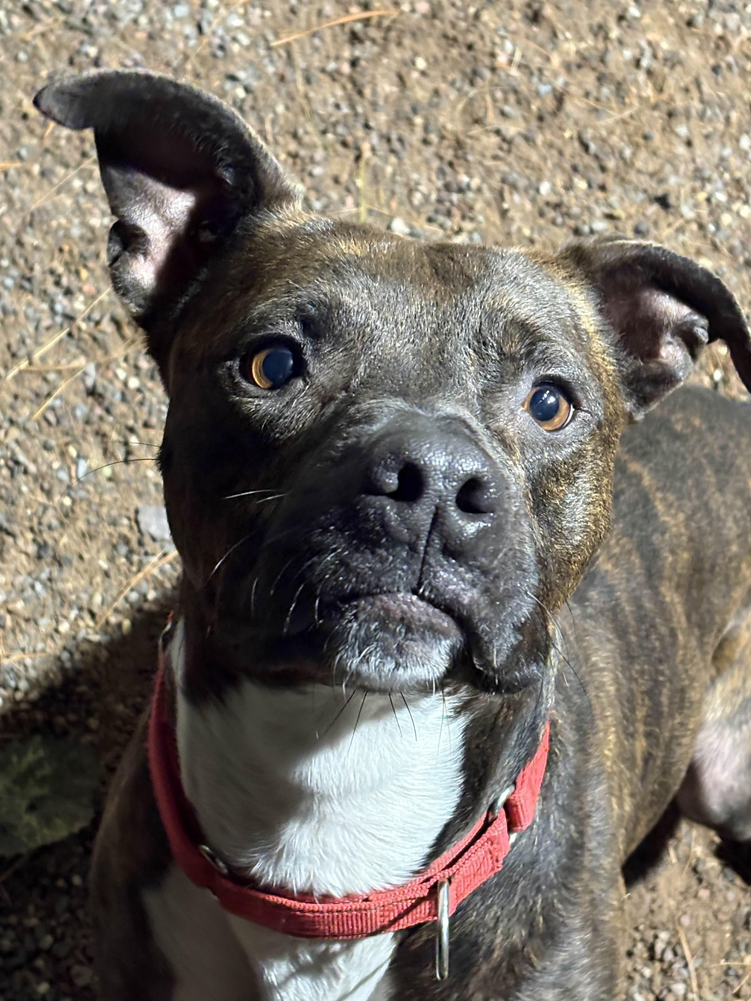 Barnum, Adoptable, Adult Male Mixed Breed.