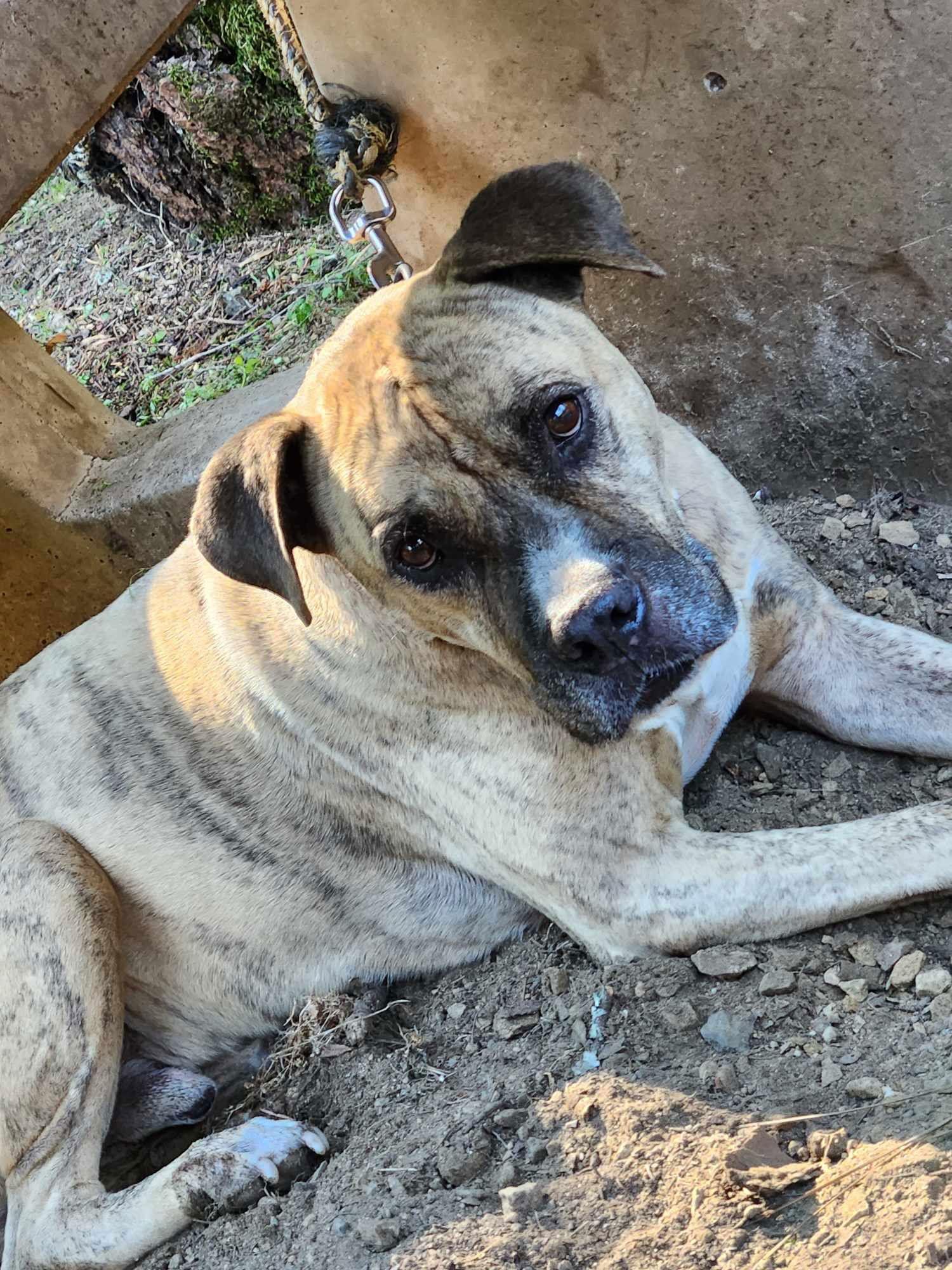 Rocky, Adopted, Adult Male Pit Bull Terrier & Mastiff.