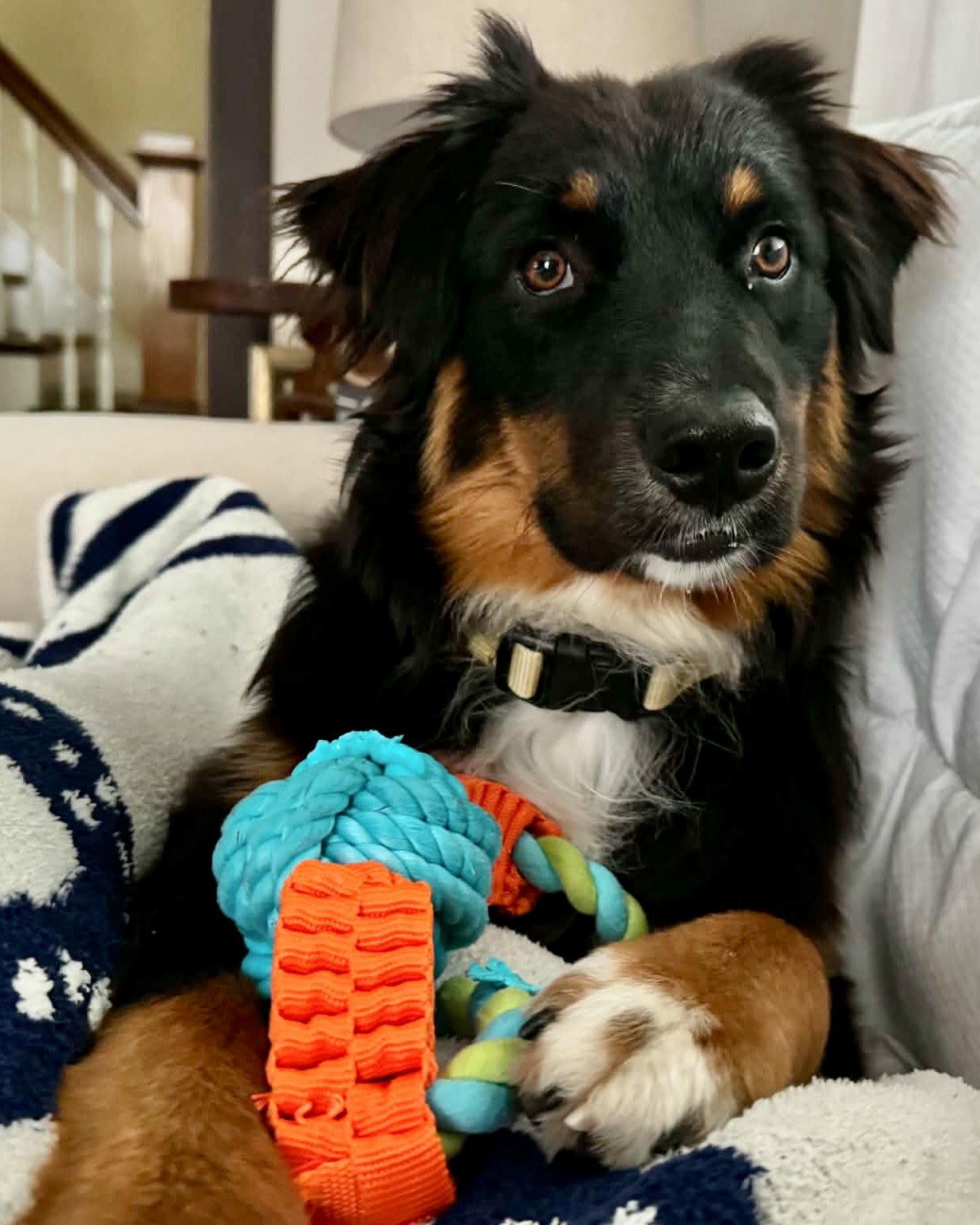 Fanta, Adoptable, Puppy Female Australian Shepherd.