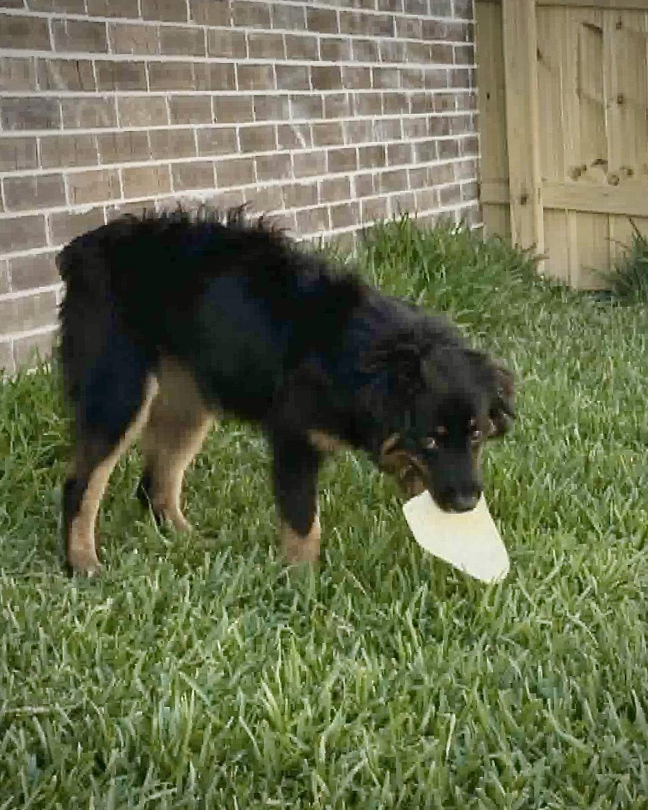 Fanta, Adoptable, Puppy Female Australian Shepherd.