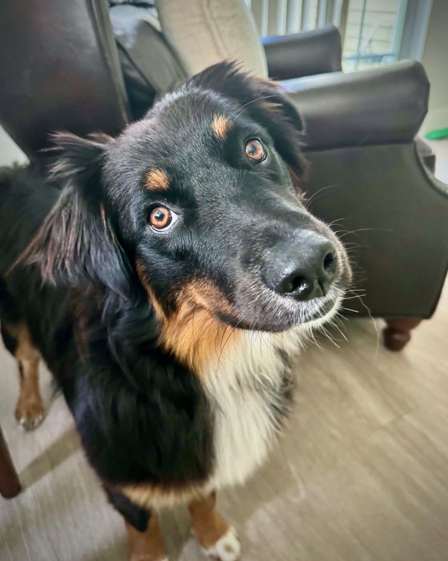 Enlarge Fanta, a Adoptable Australian Shepherd in Monticello, NY image 2/3