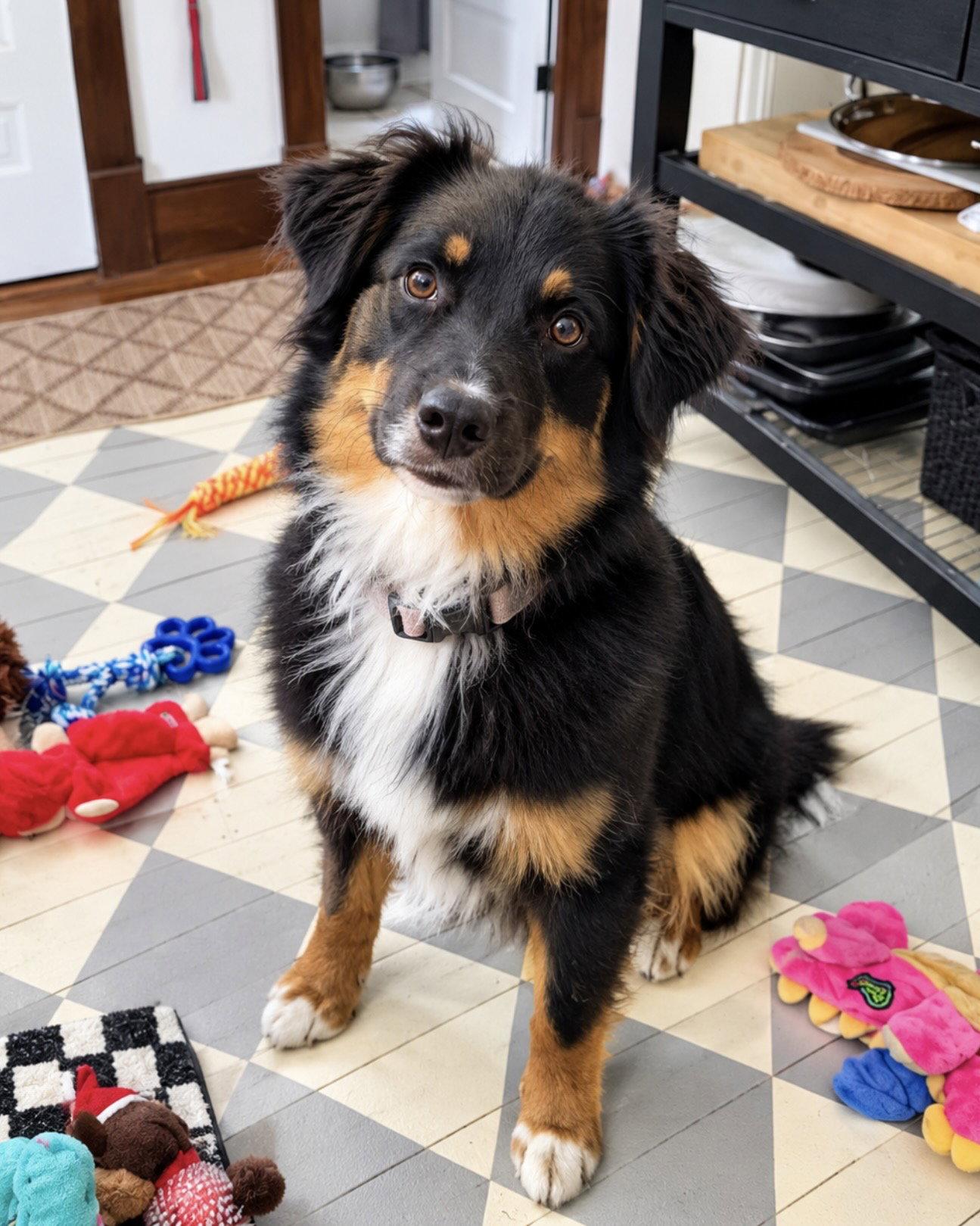 Enlarge Fanta, a Adoptable Australian Shepherd in Monticello, NY image 3/3