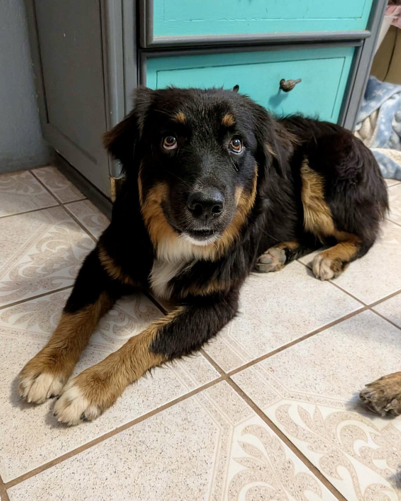 Enlarge Fanta, a Adoptable Australian Shepherd in Monticello, NY image 2/3