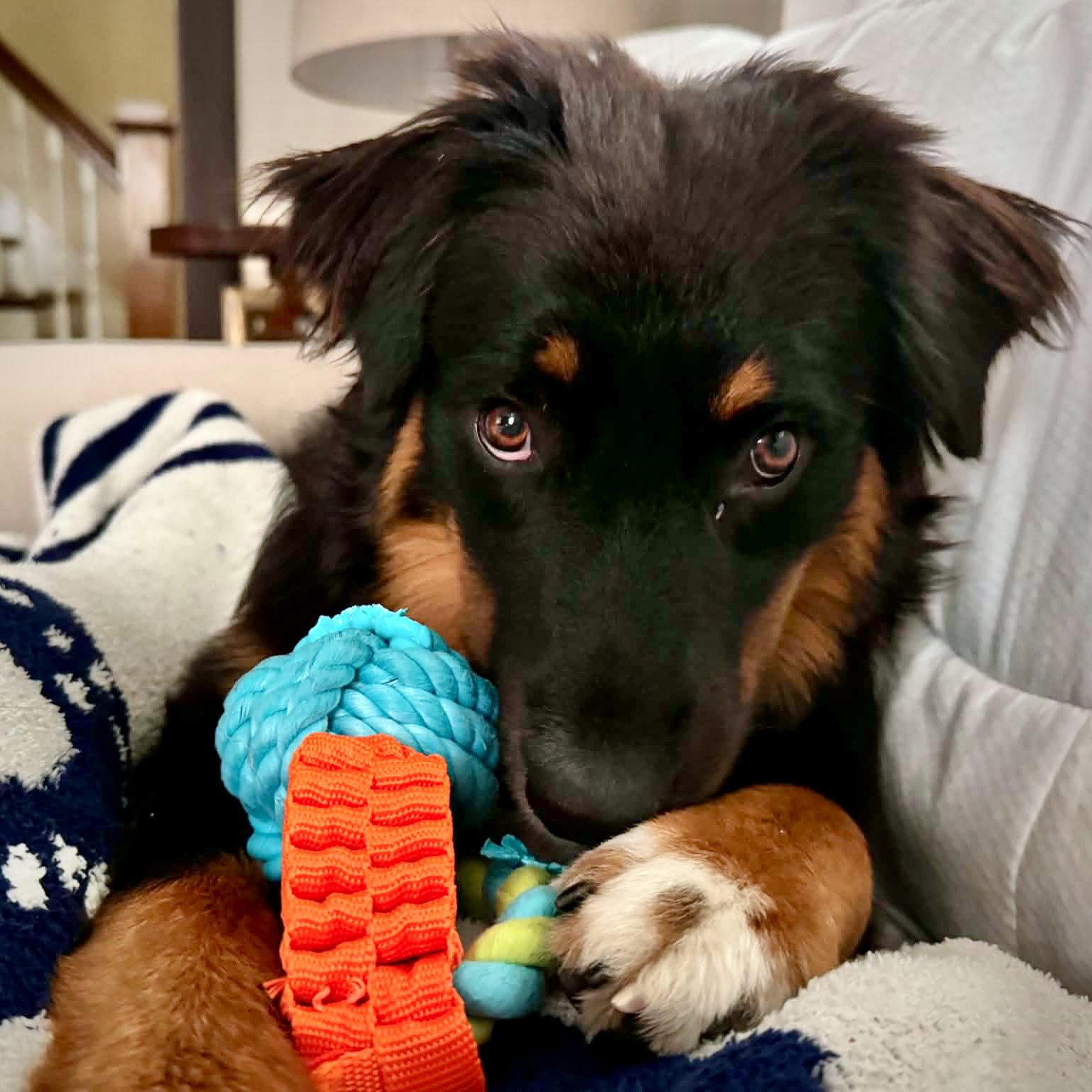 Enlarge Fanta, a Adoptable Australian Shepherd in Monticello, NY image 2/3