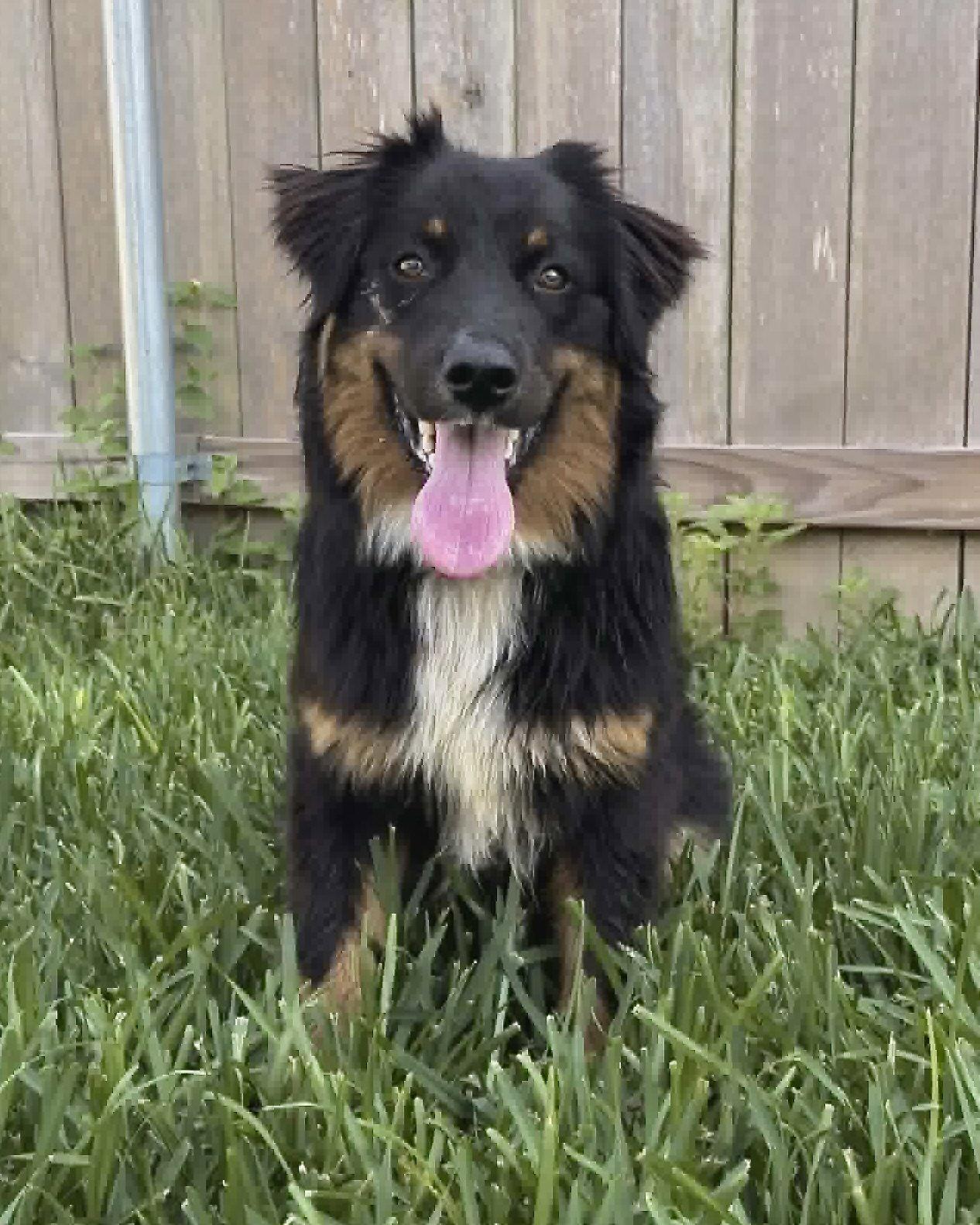 Enlarge Fanta, a Adoptable Australian Shepherd in Monticello, NY image 3/3