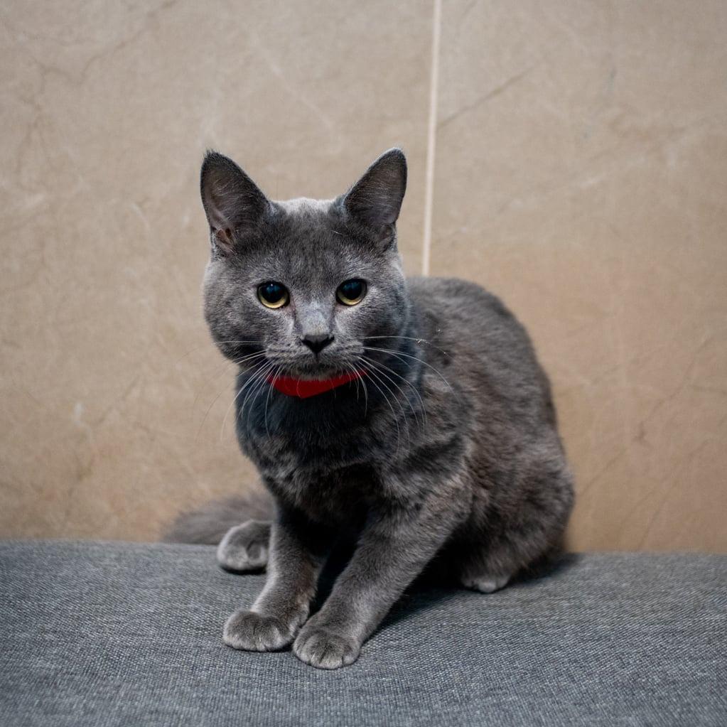 Enlarge Banzai, a Adoptable Domestic Short Hair in West Jordan, UT image 1/1