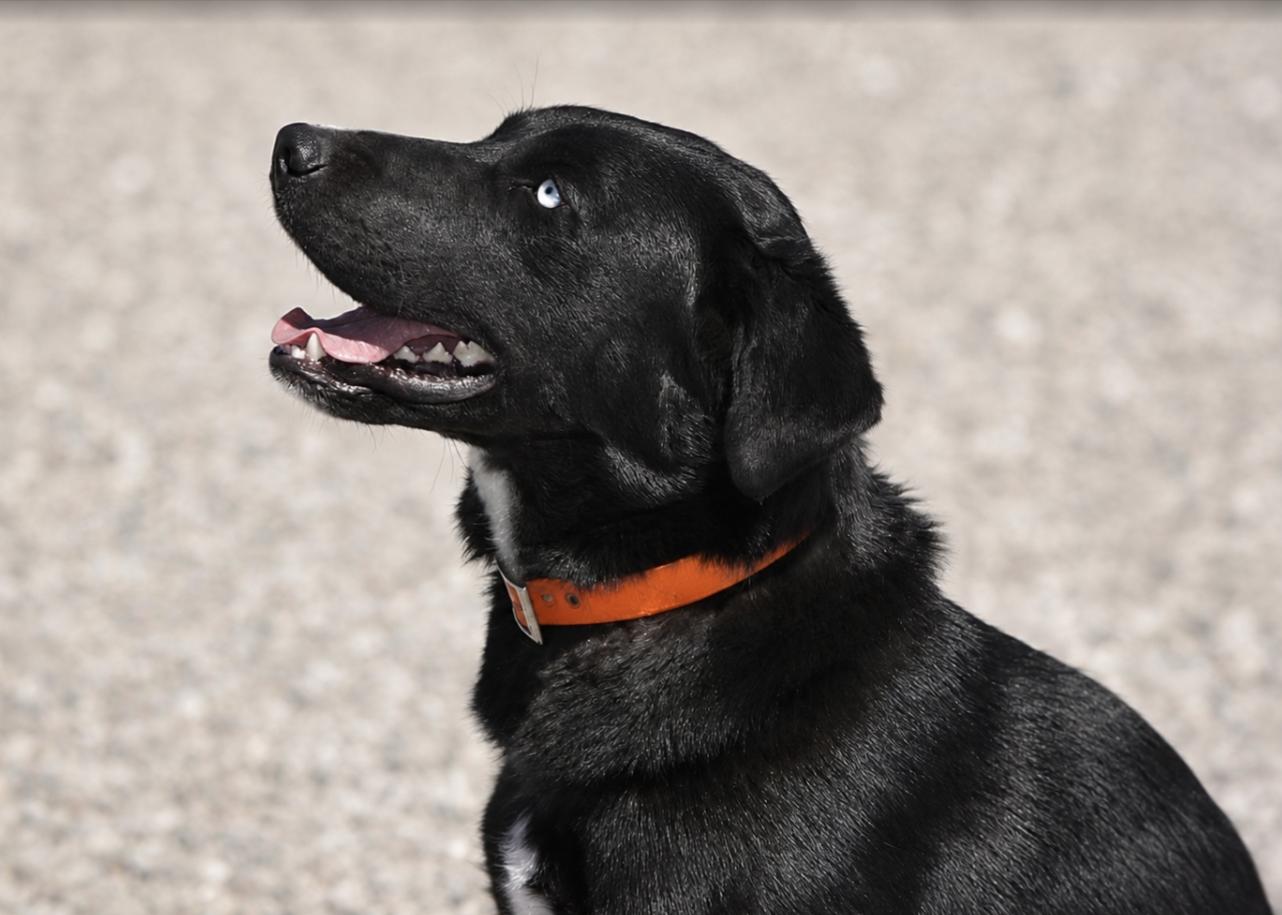 Mickey, a ADOPTABLE mixed breed in Pinedale, WY image 4/6