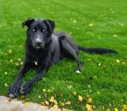 Mickey, ADOPTABLE, Young Male Black Labrador Retriever & Australian Shepherd.