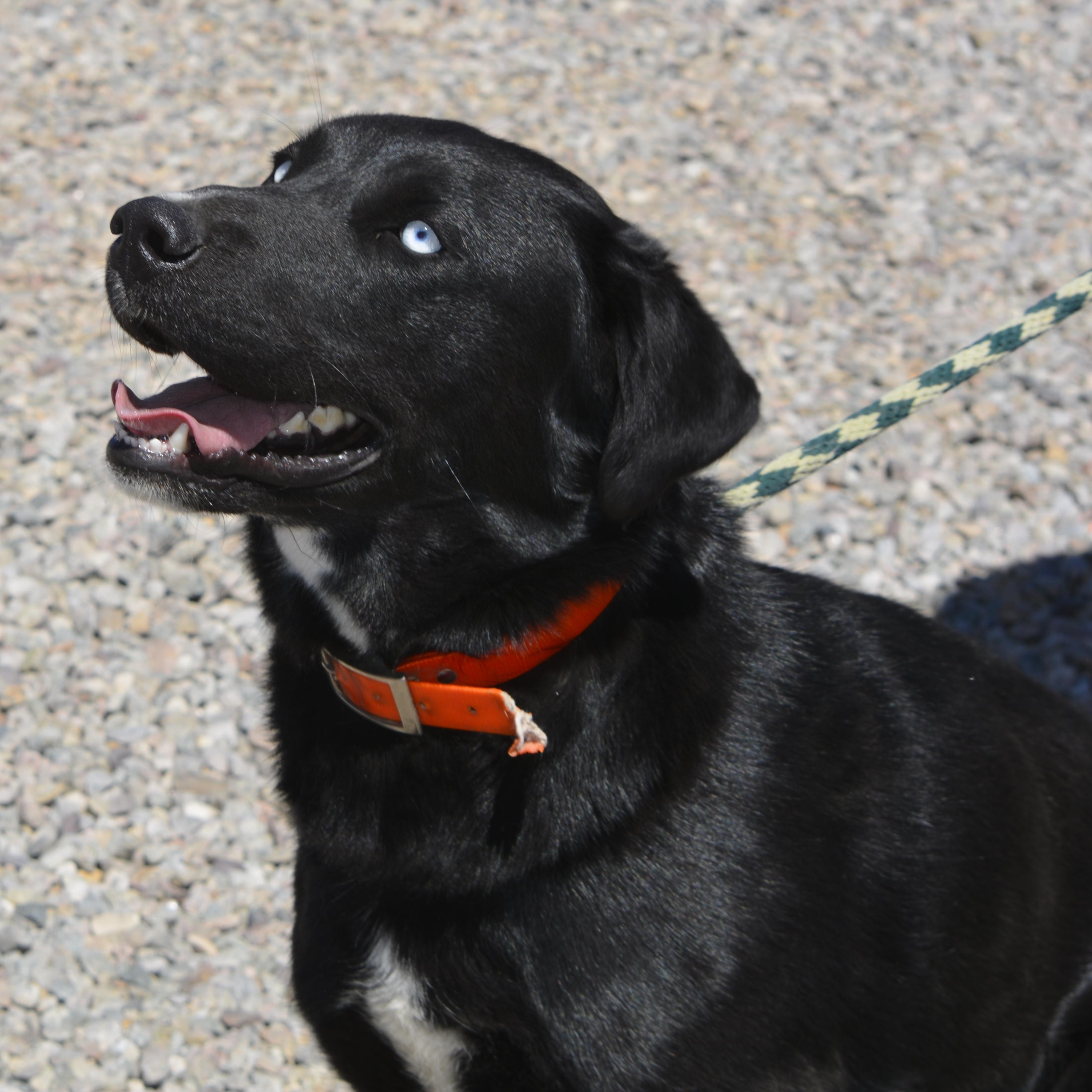 Mickey, a ADOPTABLE mixed breed in Pinedale, WY image 6/6